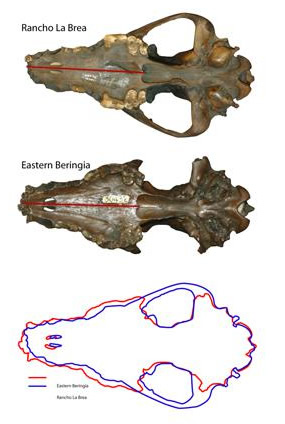 Pleistocene wolf skulls from Rancho La Brea (in present day L.A.), California (above) and Fairbanks (middle). Though the skulls are the same length, their shape is different—the wolf skull from Alaska is wider, suggesting those wolves had greater biting power.
Photo Credit: Blaire Van Valkenburgh, University of California, Los Angeles
