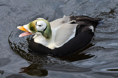 Spectacled_Eider