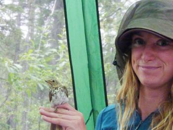 Jenny Carlson of the University of California, Davis with a captured Swainson’s thrush in Coldfoot, summer 2012. Image by Ravinder Sehgal.