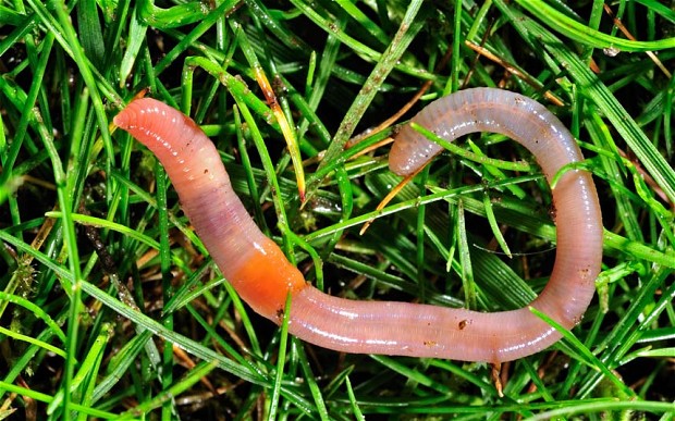 earthworm_alaska