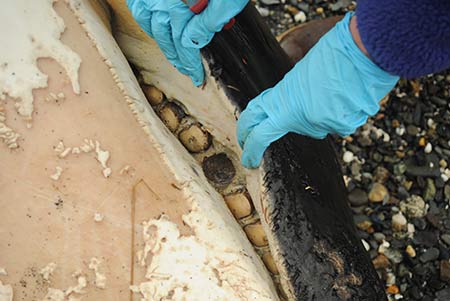 The female killer whale has been identified as an offshore killer whale, which often have worn teeth. This one's teeth were worn to the gumline and one was removed for research. Photo John Moran
