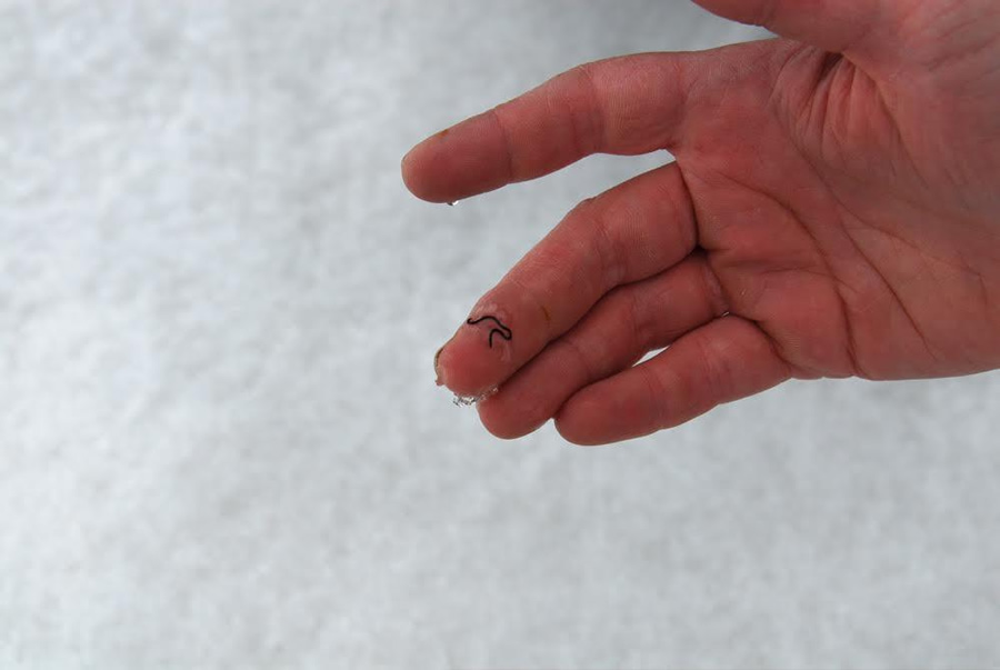 An ice worm on Bering Glacier. Photo by Chris Larsen.
