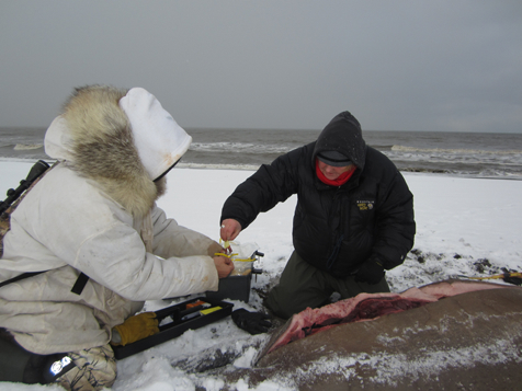 walrus_sampling