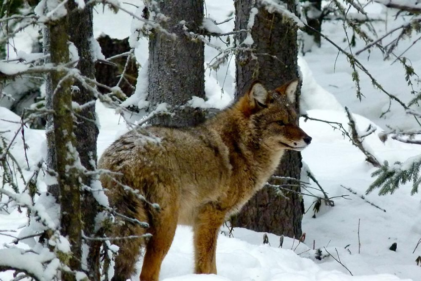 alaska coyote