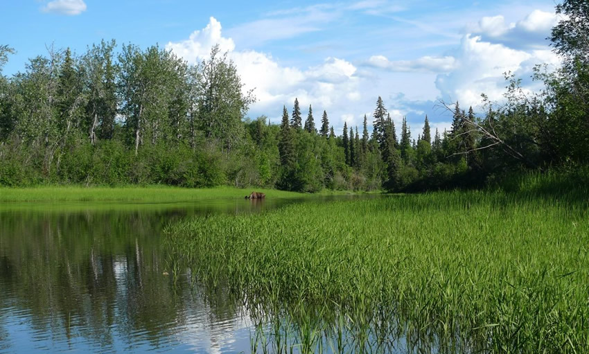 Moose in Fish Creek