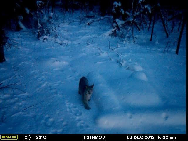 lynx_alaska