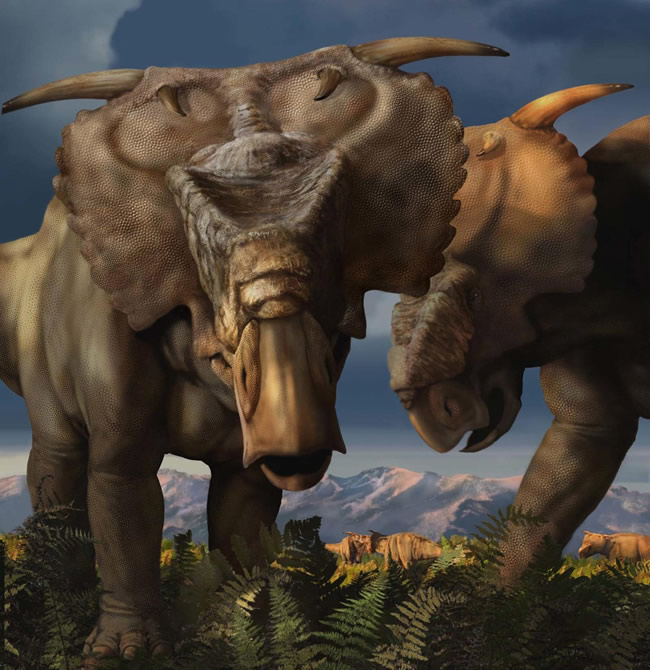 Pachyrhinosaurus_Perotorum