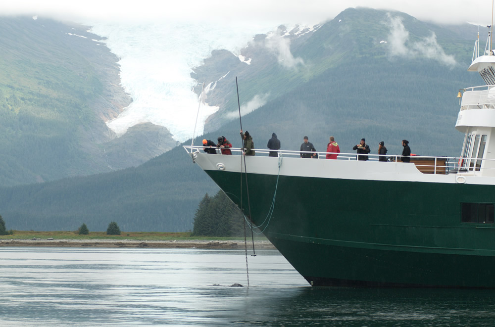 humpback_whale_alaska