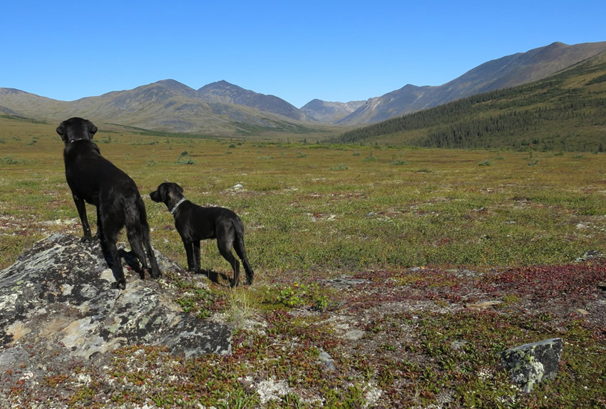 alaska_dogs