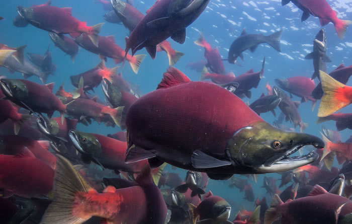 bristol_bay_sockeye_salmon