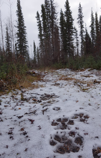 wolf tracks