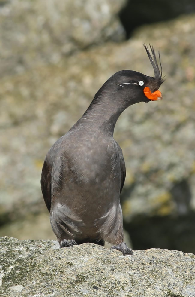 crested_auklet_alaska_bird