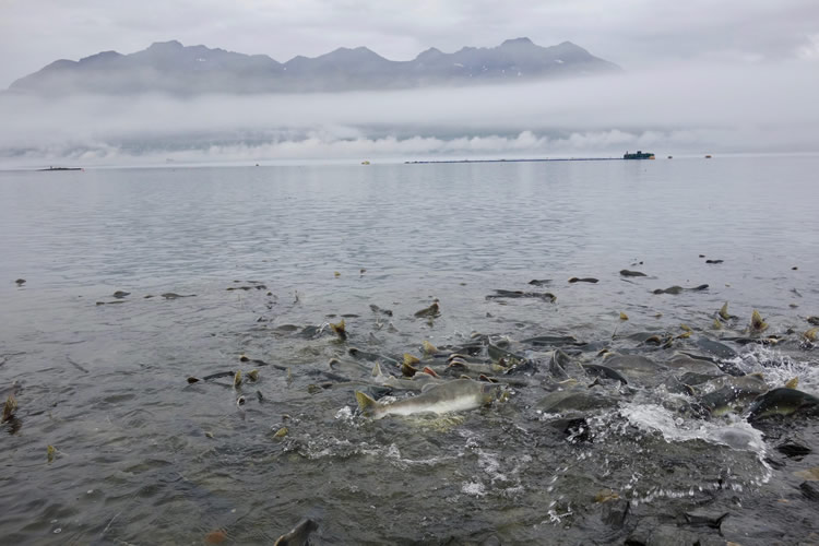 alaska_valdez_salmon