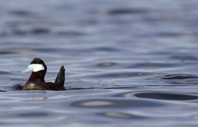 ruddy-duck-alaska