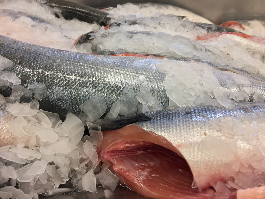 farmed-salmon-scandal