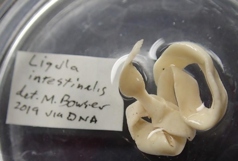 Ligula-intestinalis-tape-worm