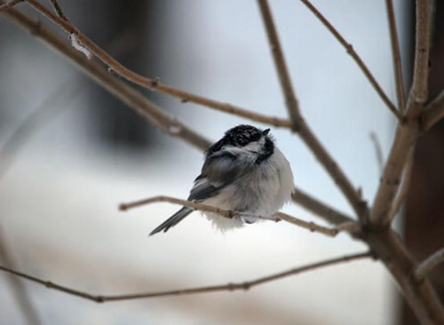 Black-capped-Chickadee-alaska