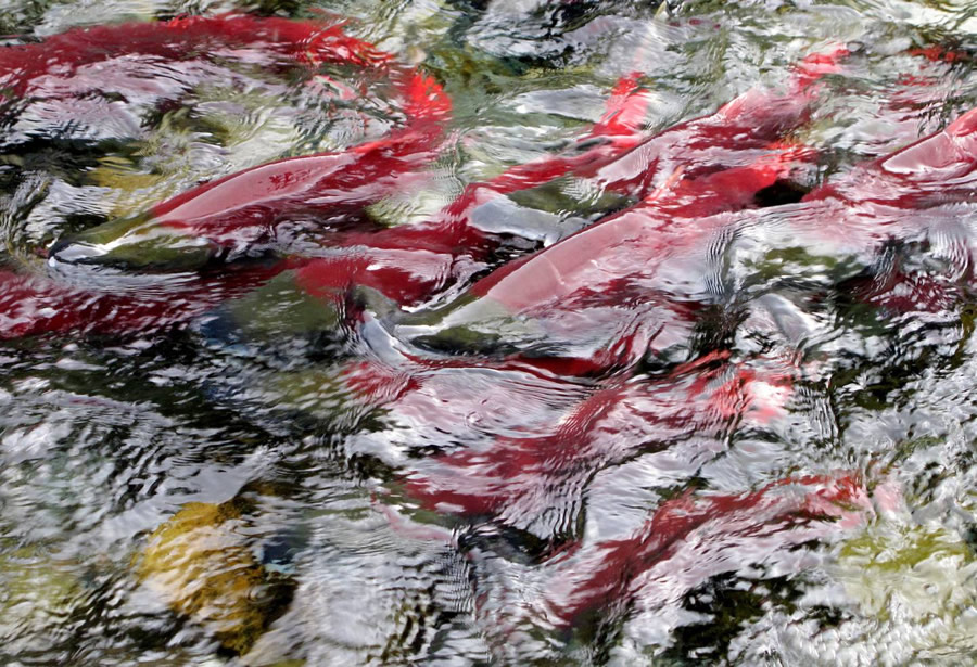 sockeye-salmon-alaska