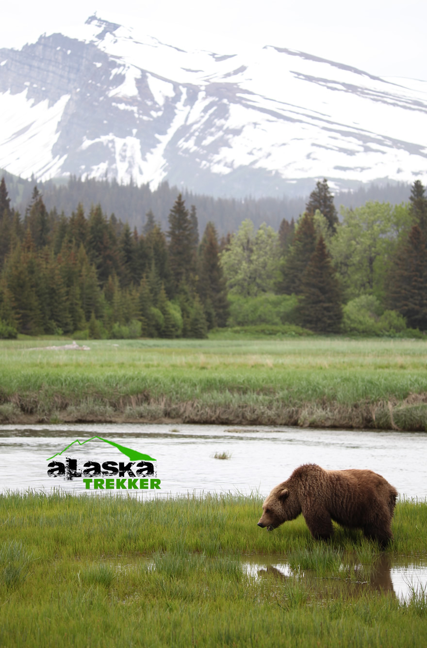 Grizzly Bear in Alaska Grizzly Bear in Alaska
