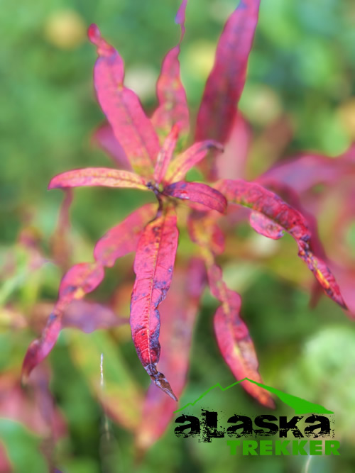 alaska-fireweed