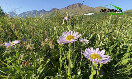 alaska-daisies