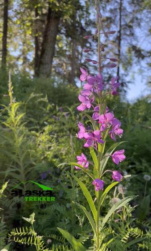 alaska-fireweed