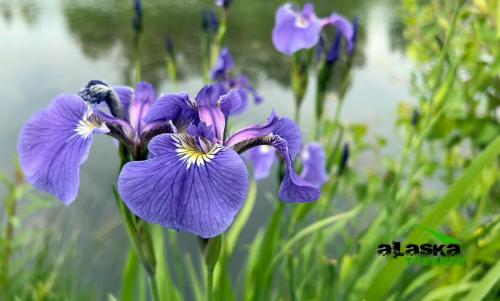 alaska-iris