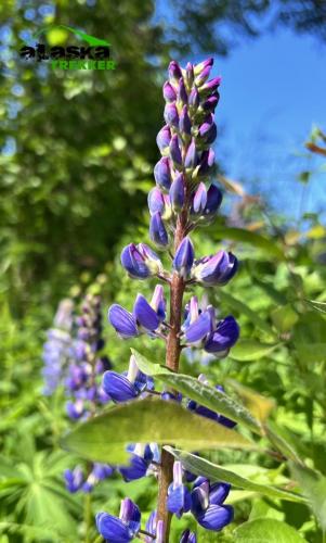 alaska-lupine2
