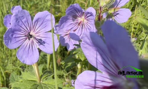 alaska-purple-flowers